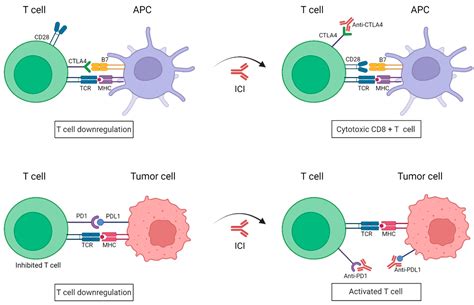 immune treatment for melanoma